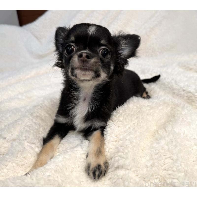 販売中の滋賀県のチワワ(ロングコート)-404354の3枚目