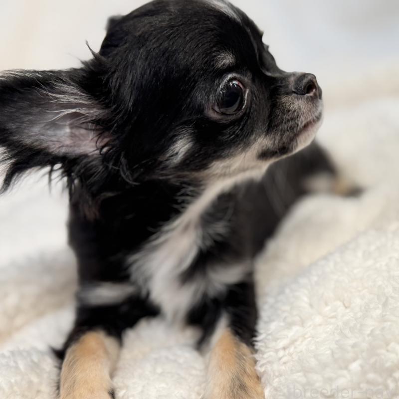 販売中の滋賀県のチワワ(ロングコート)-404354の2枚目