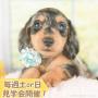 オンライン見学