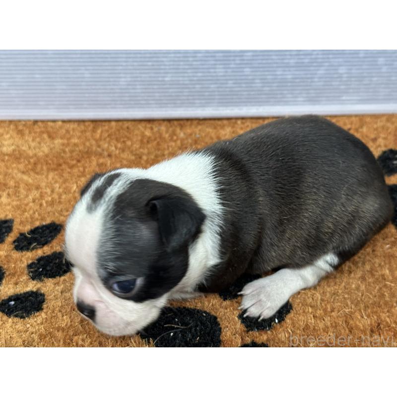 販売中の奈良県のボストンテリア-418272の4枚目