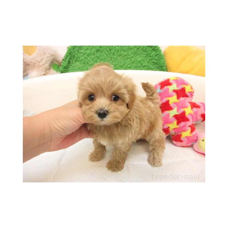 販売中の大阪府のマルプー:マルチーズ×トイプードル-418276の2枚目