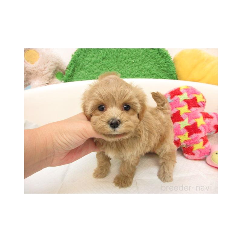 販売中の大阪府のマルプー:マルチーズ×トイプードル-418276の1枚目