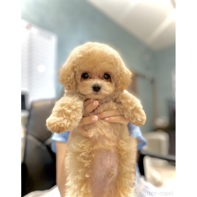 販売中の石川県のミックス犬-417205の6枚目