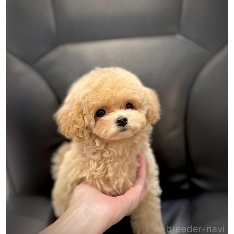 販売中の石川県のミックス犬-417205の5枚目