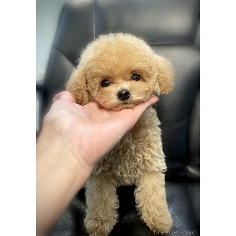 販売中の石川県のミックス犬-417205の4枚目