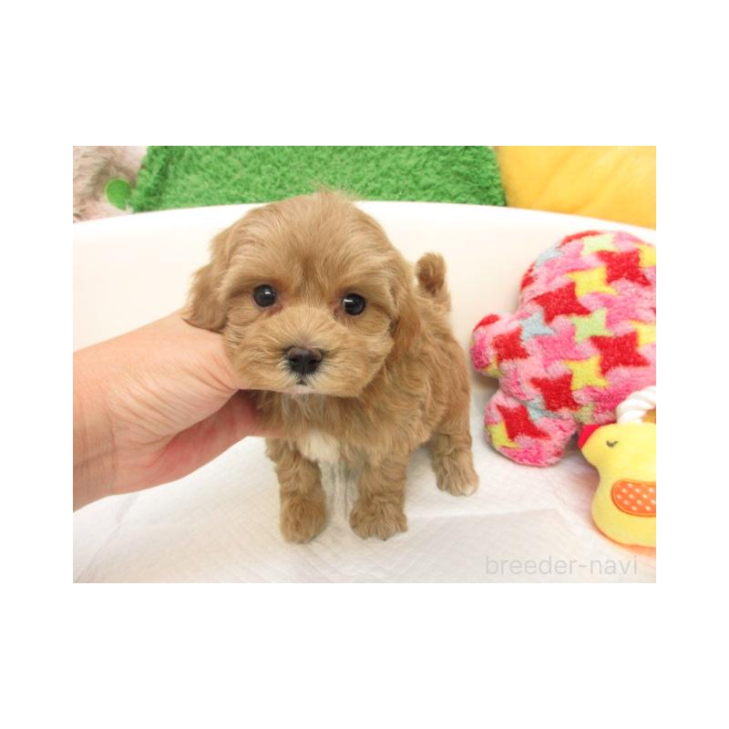 販売中の大阪府のマルプー:マルチーズ×トイプードル-418277