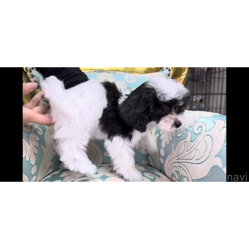 成約済の新潟県のマルプー:マルチーズ×トイプードル-417550の4枚目