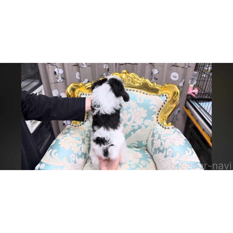 成約済の新潟県のマルプー:マルチーズ×トイプードル-417550の3枚目