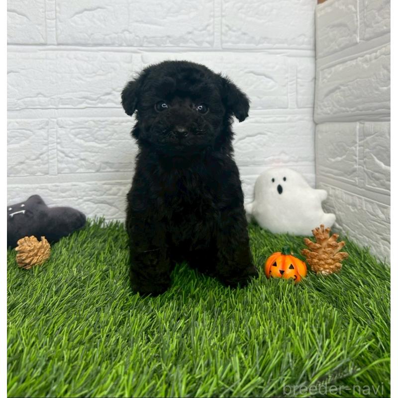 成約済の茨城県のトイプードル-415822の12枚目