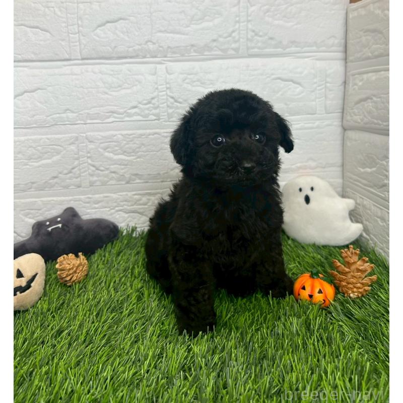 成約済の茨城県のトイプードル-415822の11枚目