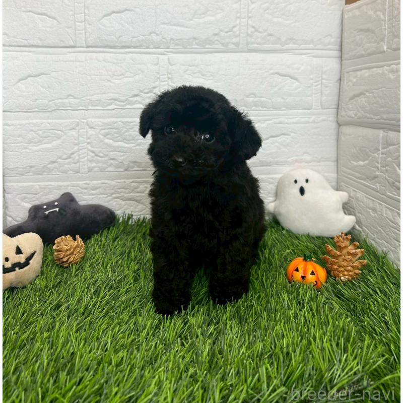 成約済の茨城県のトイプードル-415822の10枚目