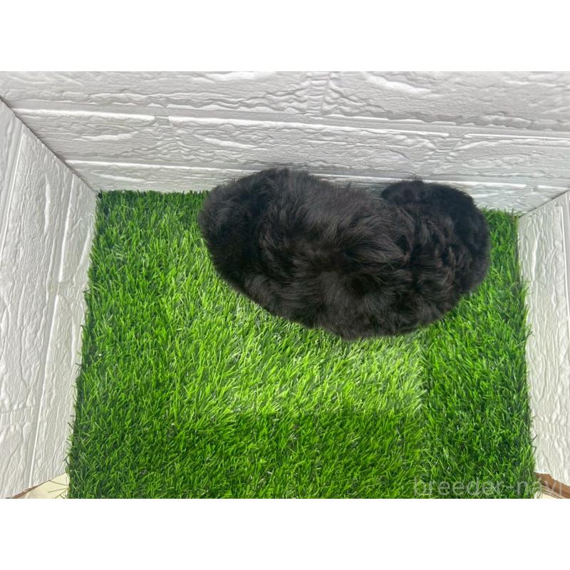 成約済の茨城県のトイプードル-415822の9枚目