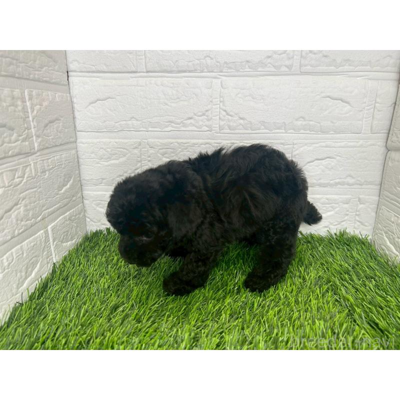 成約済の茨城県のトイプードル-415822の7枚目