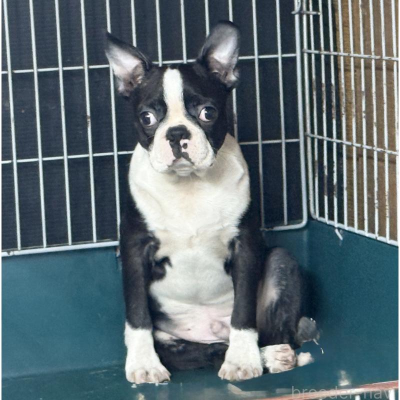 販売中の愛知県のボストンテリア-408150の8枚目