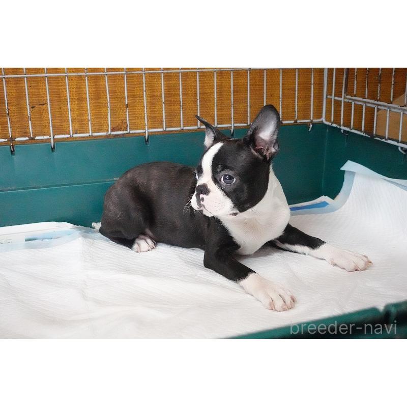 販売中の愛知県のボストンテリア-408150の7枚目