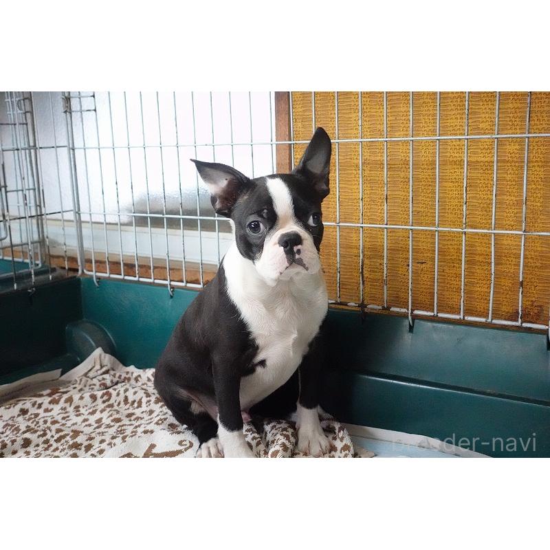 販売中の愛知県のボストンテリア-408150の6枚目