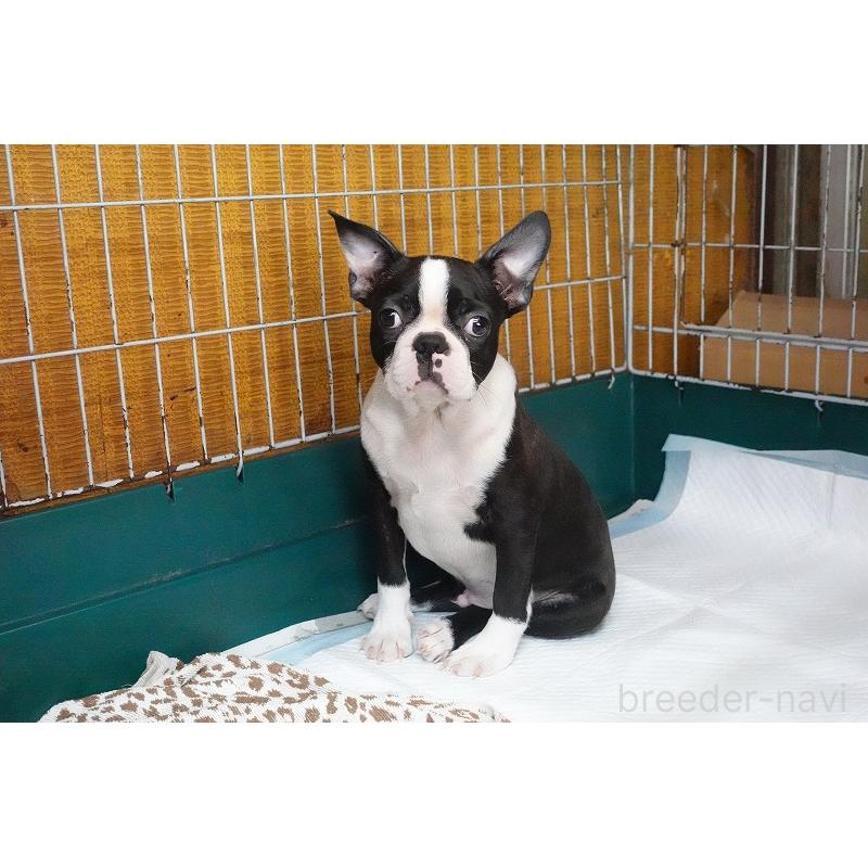 販売中の愛知県のボストンテリア-408150の5枚目