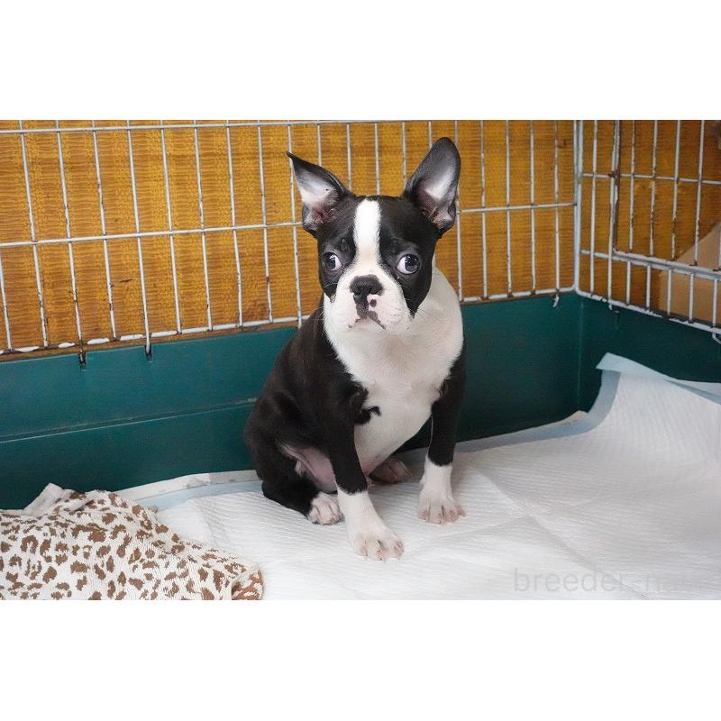 販売中の愛知県のボストンテリア-408150の4枚目