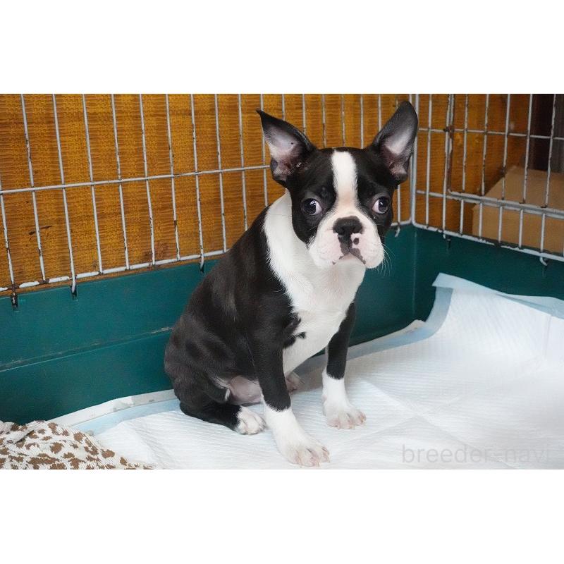 販売中の愛知県のボストンテリア-408150の3枚目