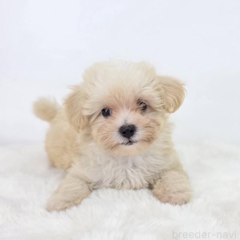 販売中の茨城県のミックス犬-418297の1枚目