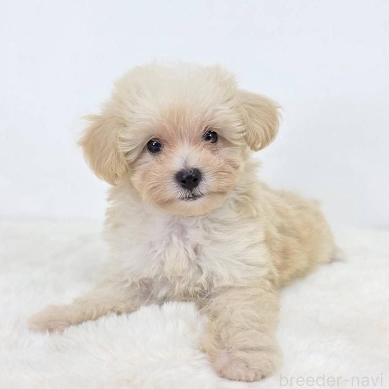 販売中の茨城県のミックス犬-418297の6枚目