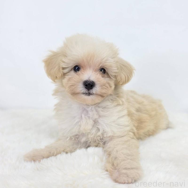 販売中の茨城県のミックス犬-418297の4枚目