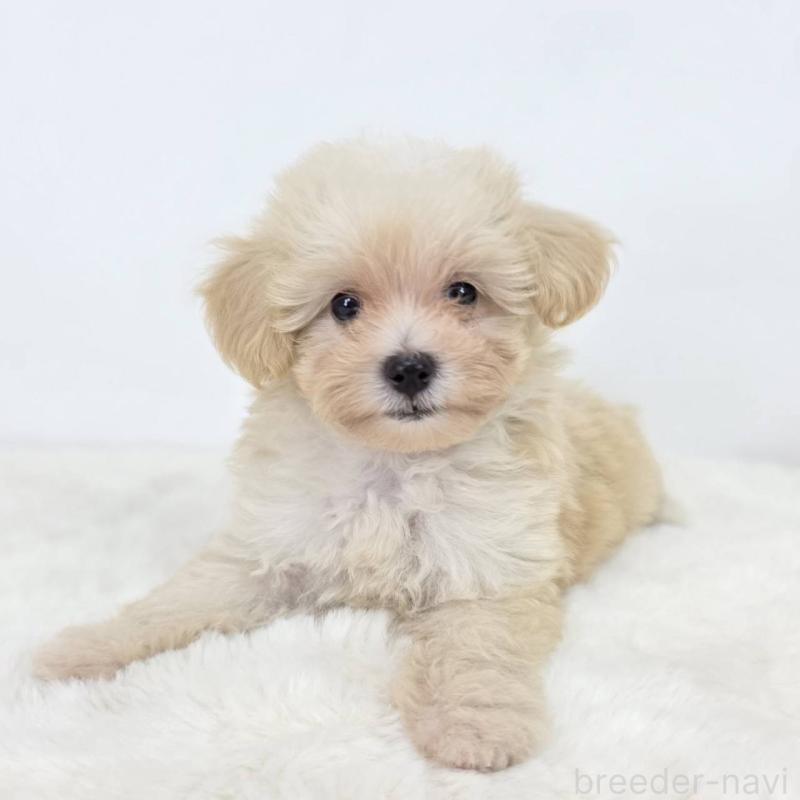 販売中の茨城県のミックス犬-418297の5枚目