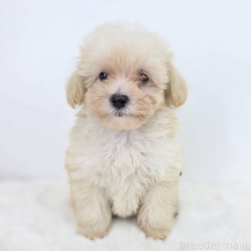 販売中の茨城県のミックス犬-418297の3枚目