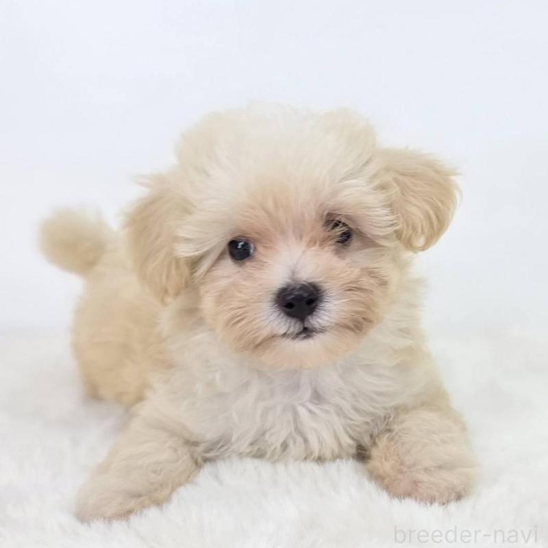 販売中の茨城県のミックス犬-418297の2枚目