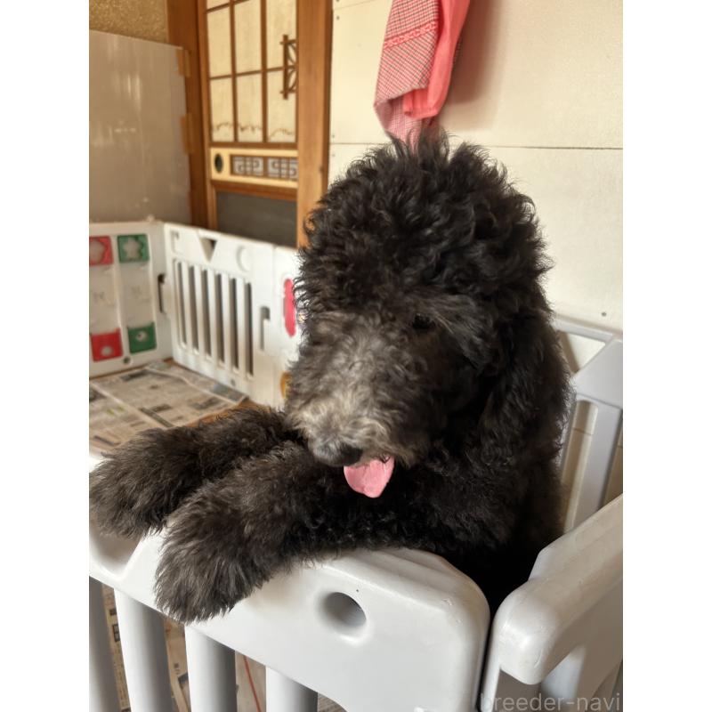 成約済の愛知県のスタンダードプードル-407557の8枚目