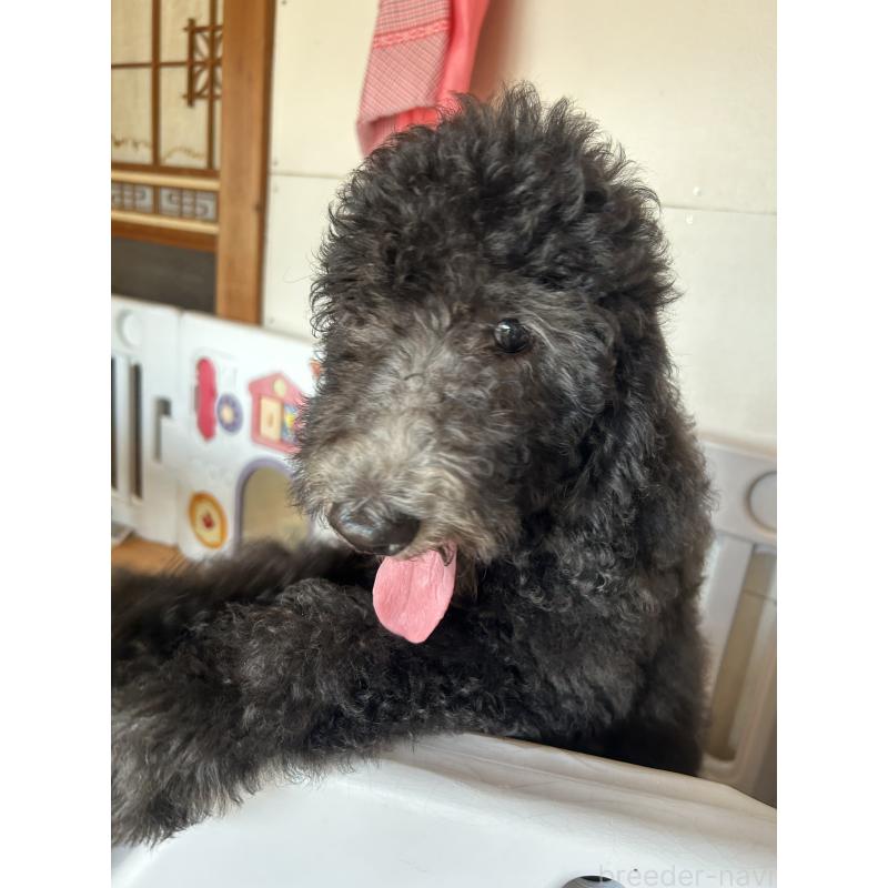 成約済の愛知県のスタンダードプードル-407557の7枚目