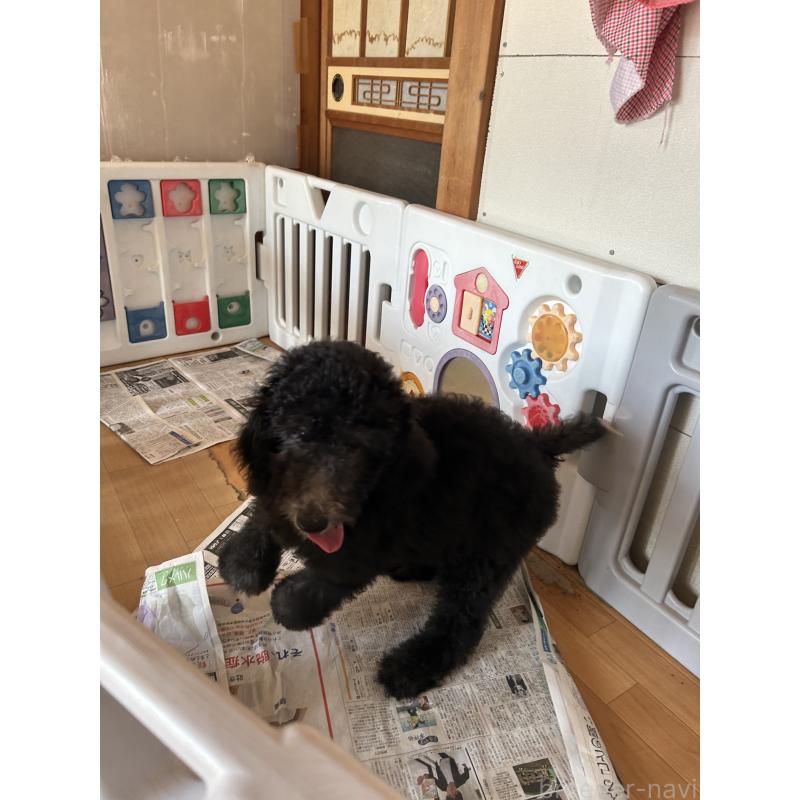 成約済の愛知県のスタンダードプードル-407557の6枚目