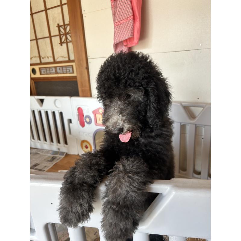 成約済の愛知県のスタンダードプードル-407557の5枚目