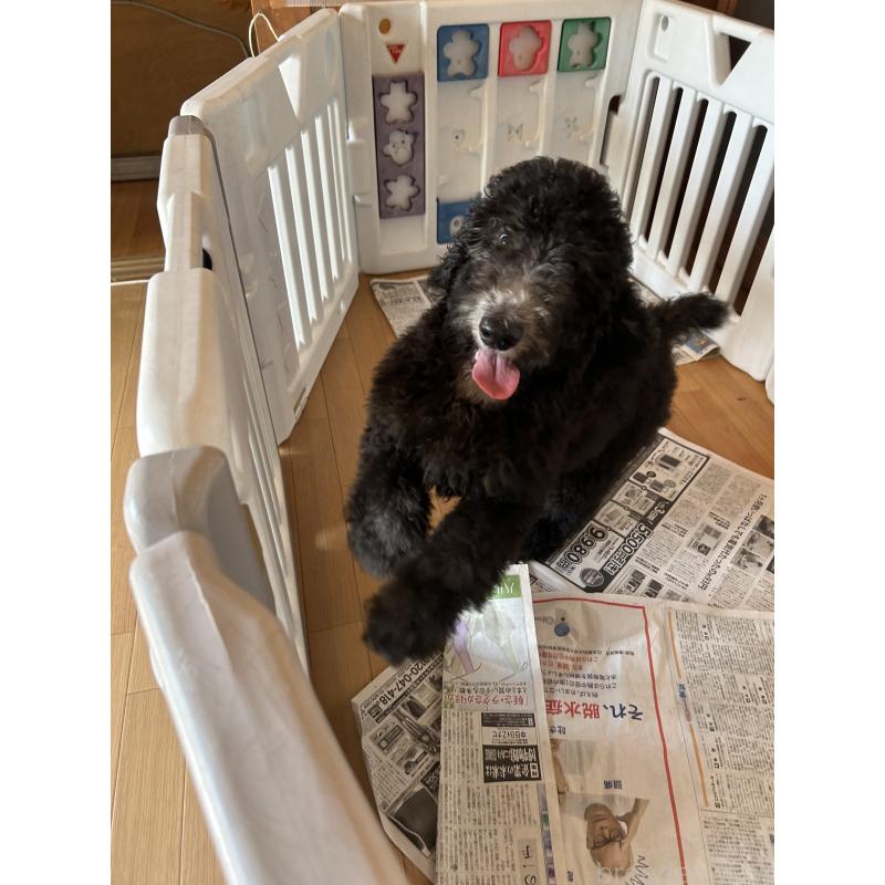 成約済の愛知県のスタンダードプードル-407557の4枚目