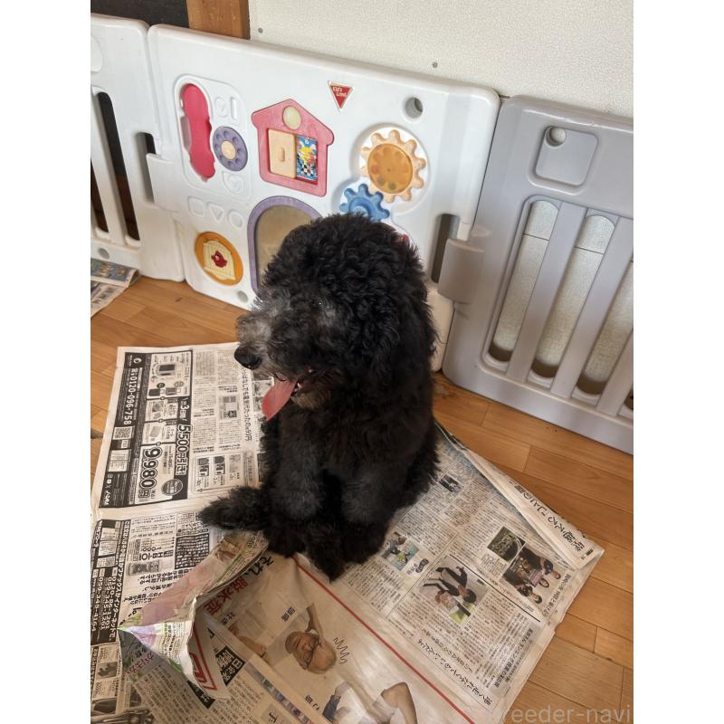 成約済の愛知県のスタンダードプードル-407557の3枚目
