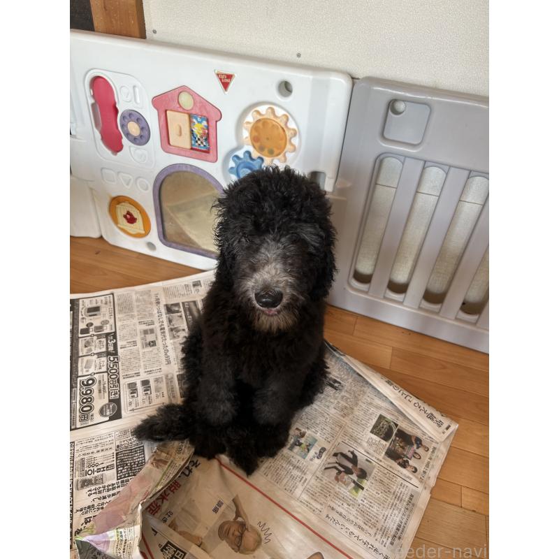 成約済の愛知県のスタンダードプードル-407557