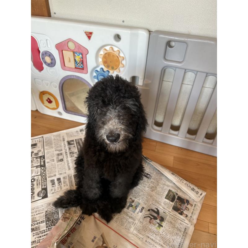 成約済の愛知県のスタンダードプードル-407557の2枚目