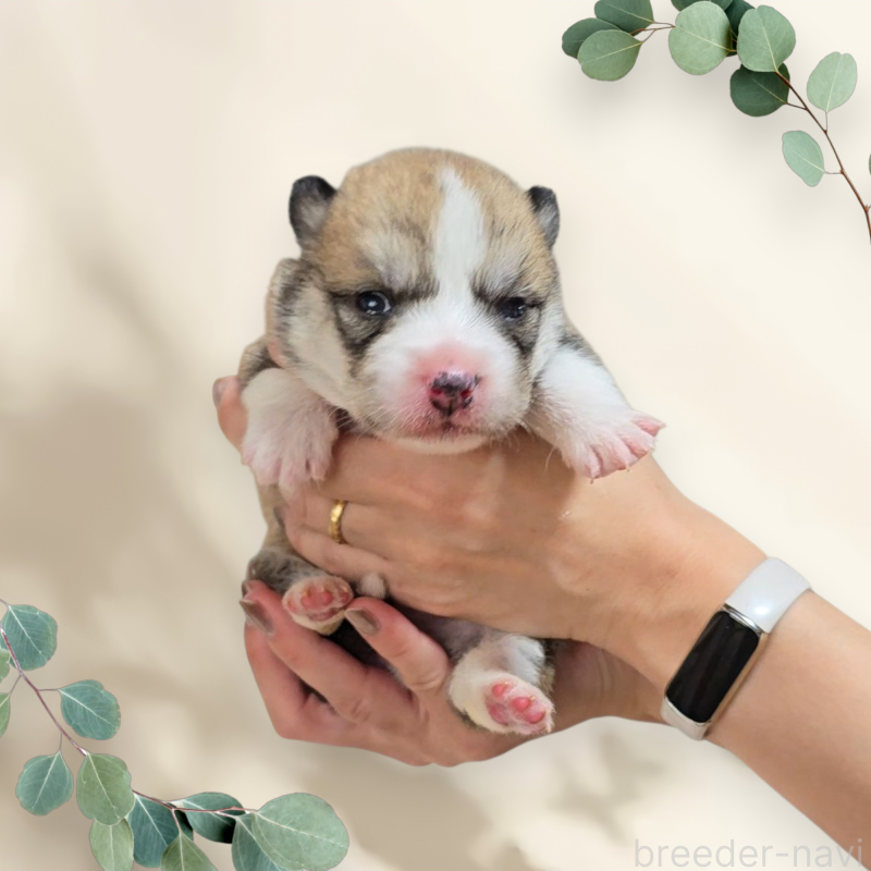 販売中の長野県のミックス犬-418303の1枚目