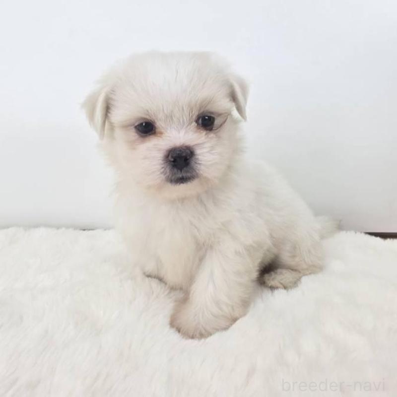 販売中の茨城県のミックス犬-418300の1枚目