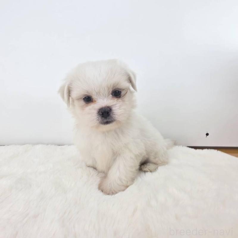 販売中の茨城県のミックス犬-418300の6枚目