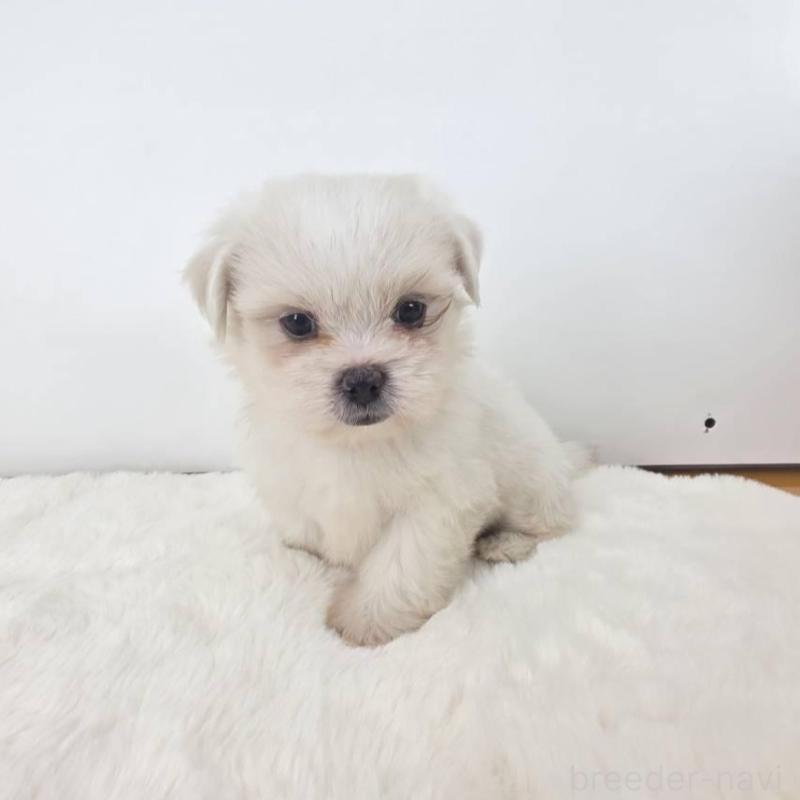 販売中の茨城県のミックス犬-418300の5枚目