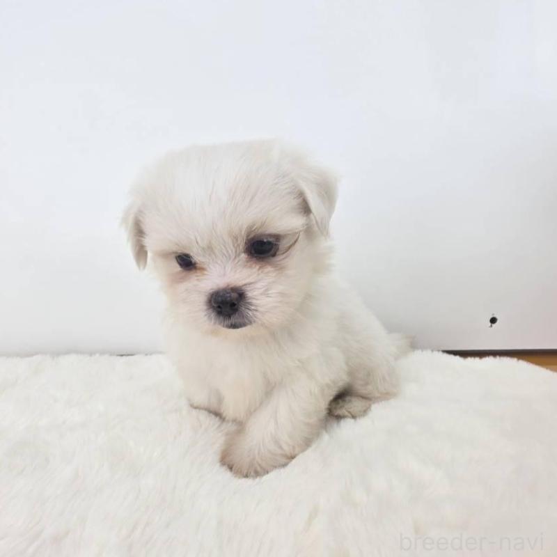 販売中の茨城県のミックス犬-418300の4枚目