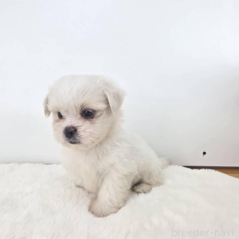 販売中の茨城県のミックス犬-418300の3枚目
