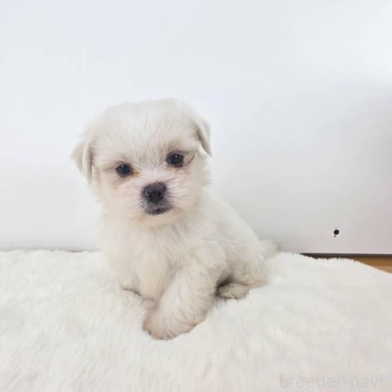 販売中の茨城県のミックス犬-418300の2枚目