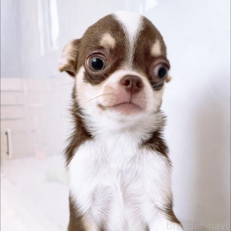 成約済の山口県のチワワ(スムースコート)-407476の2枚目