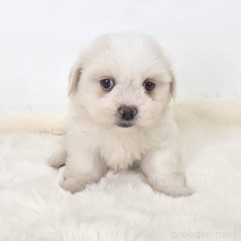 販売中の茨城県のミックス犬-418302