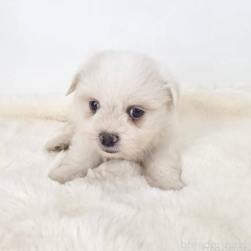 販売中の茨城県のミックス犬-418302の5枚目