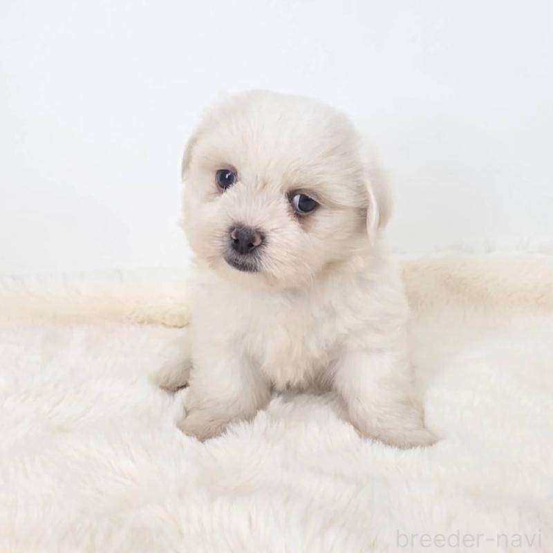 販売中の茨城県のミックス犬-418302の4枚目