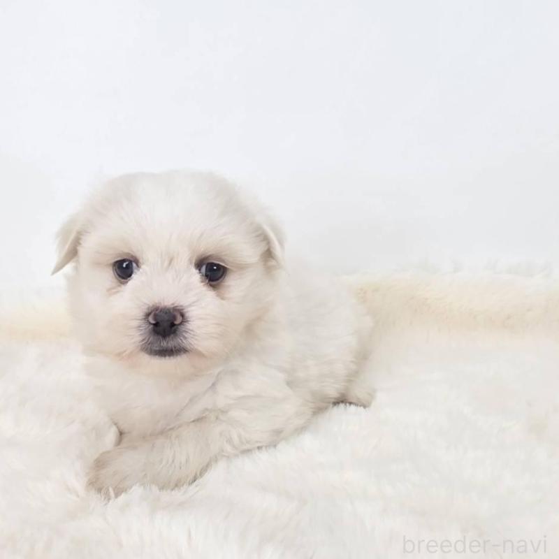 販売中の茨城県のミックス犬-418302の3枚目