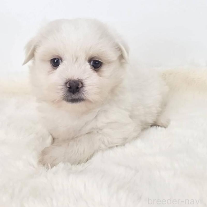 販売中の茨城県のミックス犬-418302の2枚目